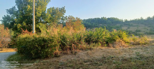 Photo de galerie - Débroussaillage avant