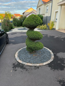 Photo de galerie - Taille d'un sapin chez une cliente