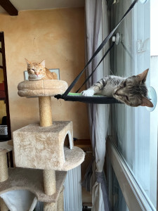 Photo de galerie - 2 chats au domicile, ainsi que des locataires temporaires 