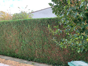 Photo de galerie - Taille de haies et d'arbustes