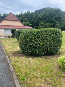 Photo de galerie - Taille d'arbustes