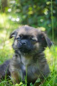 Photo de galerie - Photo de bébés chihuahuas pour un élevage