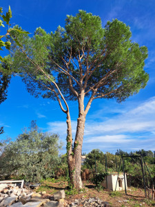 Photo de galerie - Elagage et coupe d'arbres