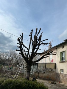 Photo de galerie - Elagage et coupe d'arbres