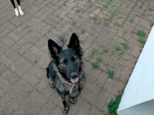 Photo de galerie - Je promène les chiens avec plaisir 