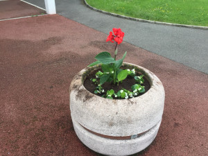 Photo de galerie - Entretien des massifs