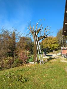 Photo de galerie - élagage d'un tilleul.