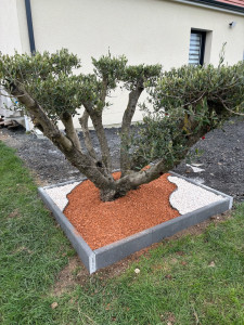 Photo de galerie - Plantation