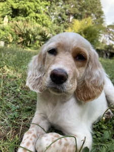 Photo de galerie - Garde chien