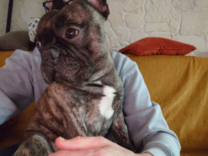 Photo de galerie - Mundo, Bulldog français mâle de 3 ans, très affectueux et plein de vie ! ??