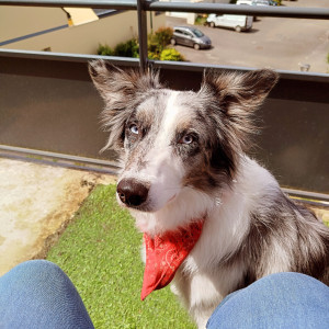 Photo de galerie - Mon chien Teddy