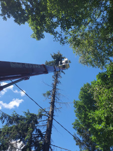 Photo de galerie - Elagage et coupe d'arbres