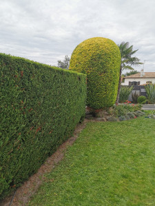 Photo de galerie - Taille de haie 