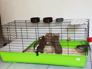 Photo de galerie - La famille cochon qui mande du foin