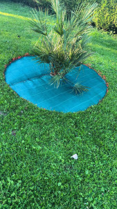 Photo de galerie - Plantation de palmiers avec un entourage de 70cm de large en bache 