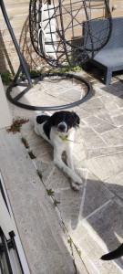 Photo de galerie - Garde chien