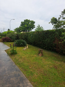 Photo de galerie - Taille de haies et d'arbustes