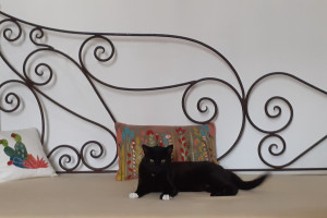 Photo de galerie - Garde chat