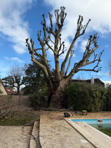 Photo de galerie - Elagage et coupe d'arbres