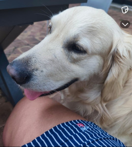 Photo de galerie - Tomy golden retriever