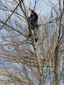 Photo de galerie - élagages et taille d arbre sur cordes 