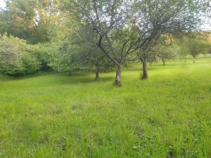 Photo de galerie - Tonte de pelouse - Débroussaillage