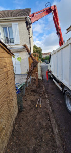 Photo de galerie - Derasinage de thuyas 