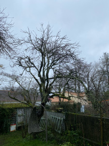 Photo de galerie - Après-Taille sanitaire d’un vieux fruitier 