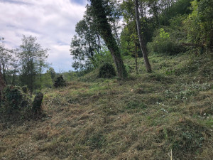 Photo de galerie - Tonte de pelouse - Débroussaillage