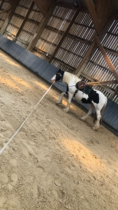 Photo de galerie - Garde d'animaux 