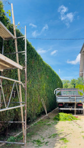 Photo de galerie - Taille d’une haie et rabattage 5m->4m30 de hauteur 