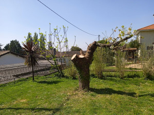 Photo de galerie - élagage d'un cerisier ?