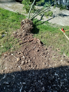 Photo de galerie - Une souche de 40 cm déracineé. 
