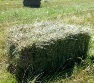 Photo de galerie - Possibilité de faire des bottes de foin sur des grandes surfaces y compris broyage 