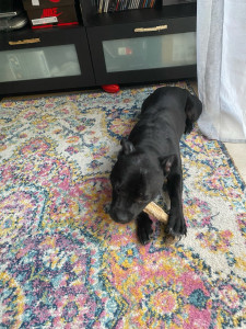 Photo de galerie - Un des chiens que j’ai pu garder pendant quelques jours 