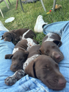 Photo de galerie - Je me suis occupée de chiots