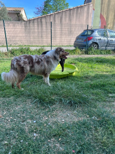 Photo de galerie - Garde de chien : moment de détente au jardin ?