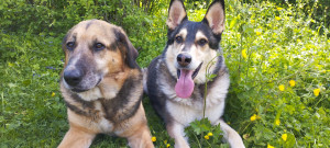 Photo de galerie - Ce sont mes deux chiens Tishka et Yuki 