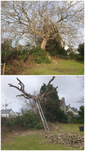 Photo de galerie - Elagage et coupe d'arbres