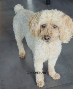 Photo de galerie - Isis
CANICHE NAIN 