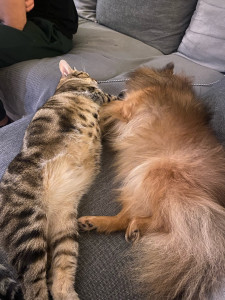 Photo de galerie - Garde animaux