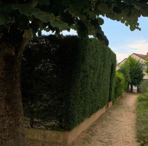 Photo de galerie - Taille de haie