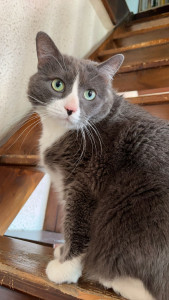 Photo de galerie - Gribouille le roi de la magouille toujours très câlin et joueur.