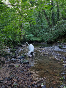 Photo de galerie - Promenade en journée/soirée 