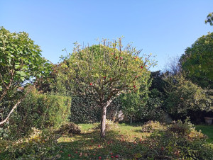 Photo de galerie - Elagage et coupe d'arbres