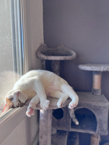 Photo de galerie - Garde chat