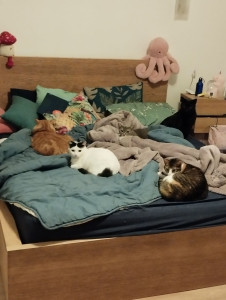 Photo de galerie - Garde chat