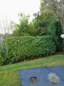 Photo de galerie - Taille de haies et d'arbustes