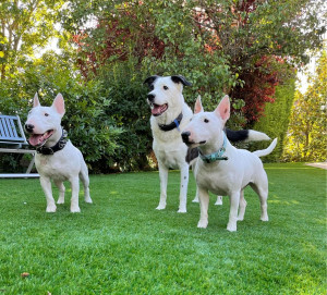 Photo de galerie - Je peux garder vos animaux de compagnie. j’ai moi même 3 chiens 