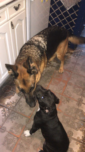 Photo de galerie - Garde chien